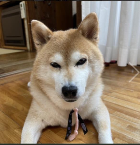 大阪・16日17日のモデル犬募集！