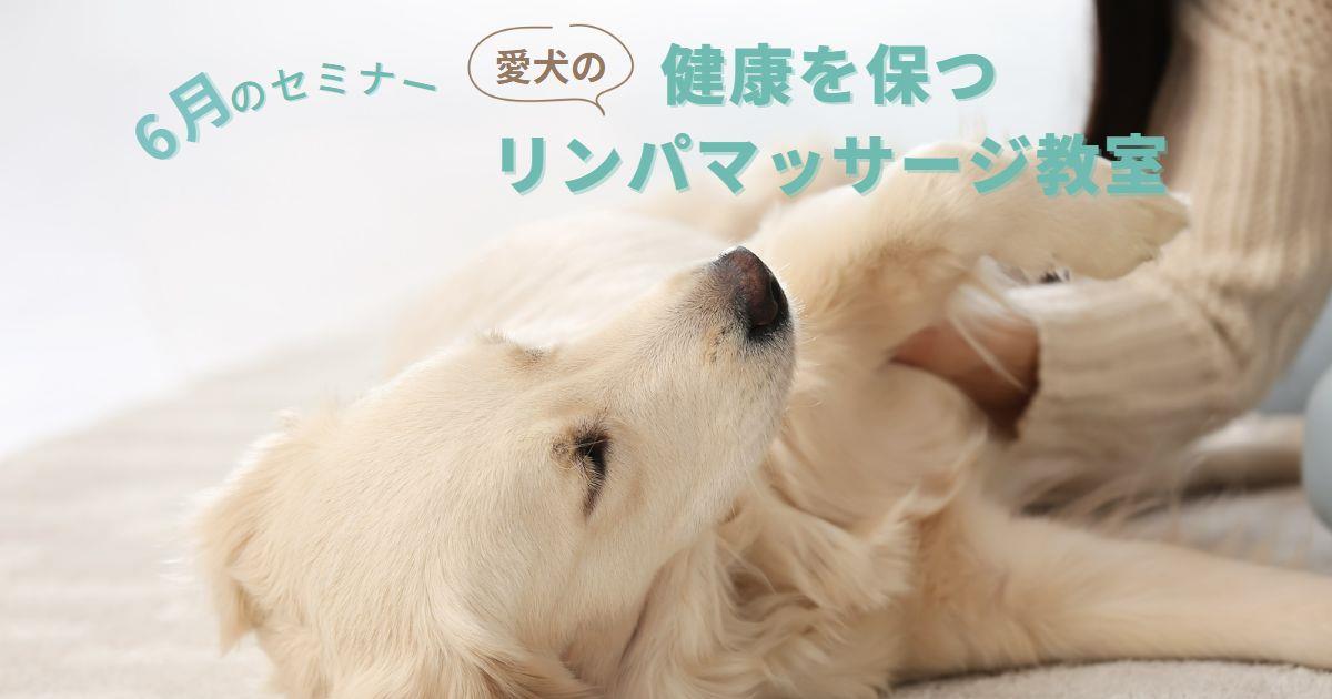 6月｜愛犬の健康を保つリンパマッサージ教室